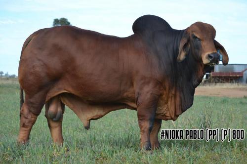 LOT 07 - #NIOKA BULLS