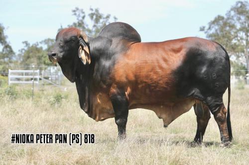 LOT 07 - #NIOKA BULLS