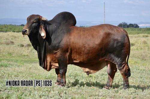 LOT 07 - #NIOKA BULLS