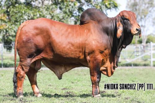 LOT 07 - #NIOKA BULLS