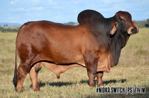 LOT 07 - #NIOKA BULLS