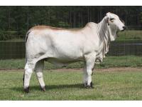 LOT 09 - LEE’S MISS MADELINE MANSO (P)