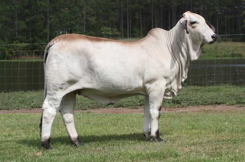 LOT 09 - LEE’S MISS MADELINE MANSO (P)