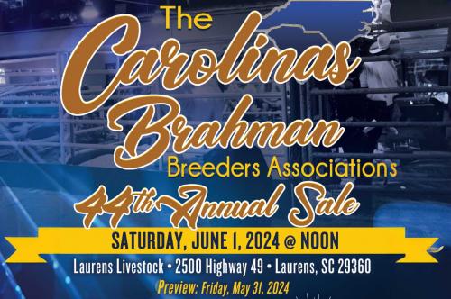 CAROLINAS BRAHMAN BREEDERS ASSOCIATION LIVE & ONLINE SALE - BRAHMAN CATTLE