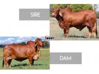 LOT 06 - PREGNANT RECIP - #NCC RED ODYSSEY x MS CHAPARRAL 171 PUMPKIN