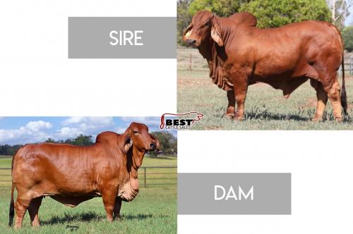 LOT 06 - PREGNANT RECIP - #NCC RED ODYSSEY x MS CHAPARRAL 171 PUMPKIN