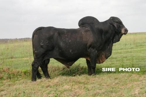 LOT 22 - +JME MR SUVA CRAT 225 (P) x  UF MISS GATOR 214-0336 - (3) THREE CONVENTIONAL EMBRYOS