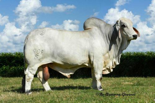 LOT 032 - 5 UNITS OF CONVENTIONAL SEMEN-  MR US POLLED EVOLUTION 409/5