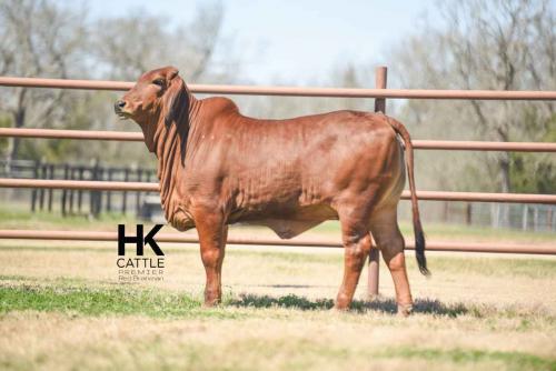 LOT 14 - HK MS. AMERICA JACK 942