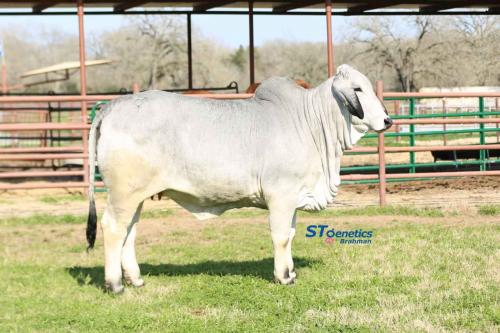 LOT 19 - MISS J&M HELLEN 394/9