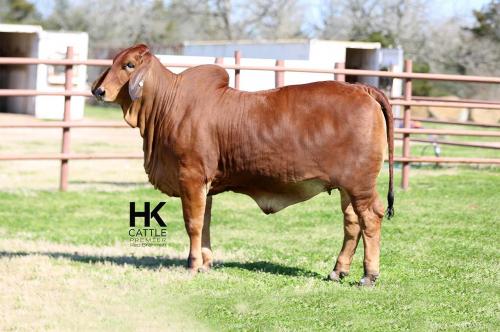 LOT 24 - HK MS. AMERICA JACK 941