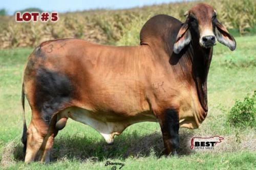 LOT 05 - 3X-HK RED RIVER (S) 968