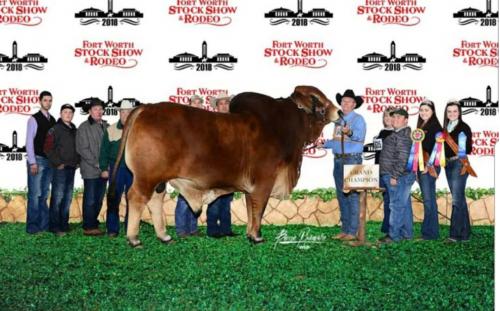 LOT 065 -  5 UNITS OF CONVENTIONAL SEMEN - KR MR. RED SNAPPER 438