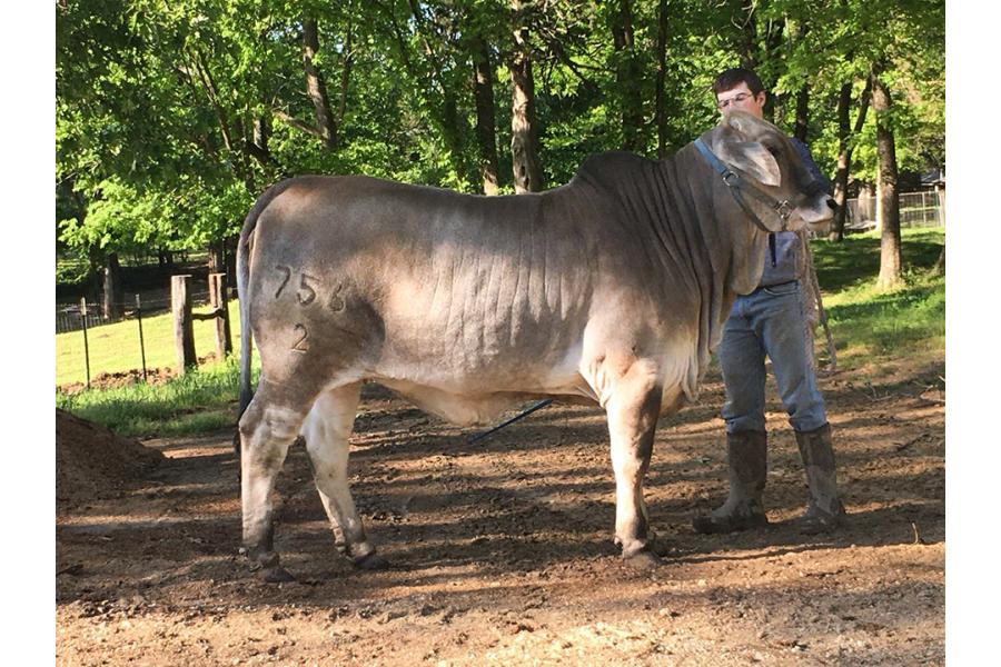 LOT 06 - MW MS TAMAR MANSO 756/2 x BRC PEANUT 641/8