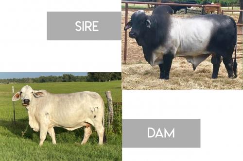 LOT 25 -  MR. V8 766/6  x  MISS CBR ROXY 617/6 - 3 FEMALE SEXED EMBRYO PACKAGE