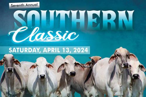 7th Annual Southern Classic Registered Brahman & F1 Live Sale