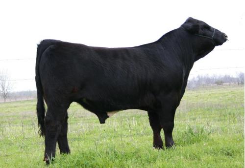 LOT 083 -5 UNITS OF CONVENTIONAL SEMEN- RMC MR INTEGRITY 163A