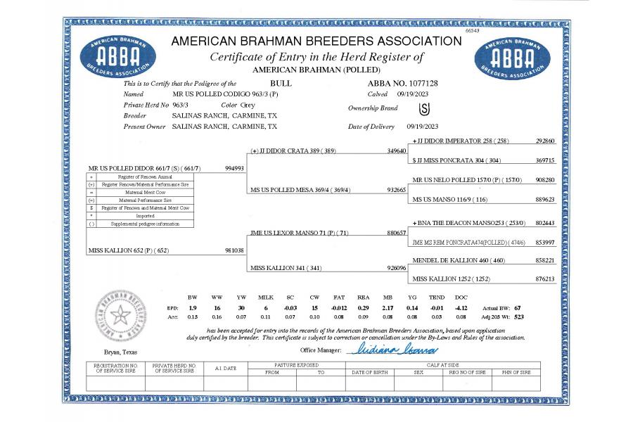 LOT 09- MR US POLLED CODIGO 963/3 (P)