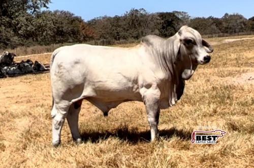 LOT 16 - LMC POLLED AMIGO 114/2 (P)