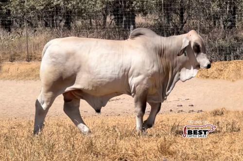 LOT 19 - LMC LF POLLED JULIUS 77/2 (P)