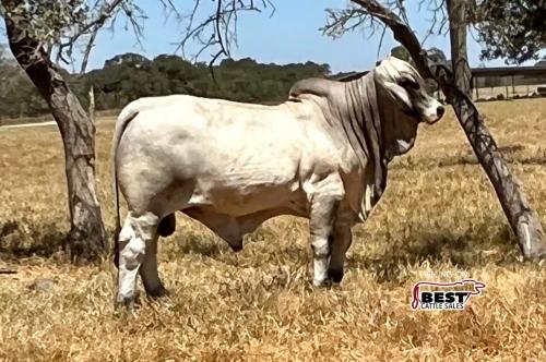 LOT 21 - LMC LF POLLED AMIGO 29/2 (P)