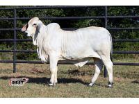 LOT 06 - SCHULTES MISS AMERETTA 424/3