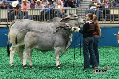 LOT 11 - AT MISS IZZY MANSEAUX 642/7 x JDH MR MUSIC MANSO 911/1 EMBRYO PACKAGE