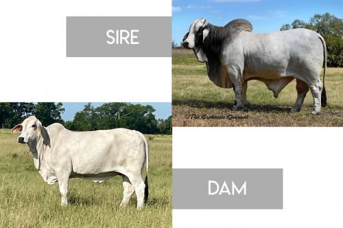 LOT 07 - +JDH MR MUSIC MANSO 911/1 x AT MISS JUNE MANSO 661/7 - CONVENTIONAL EMBRYO PACKAGE