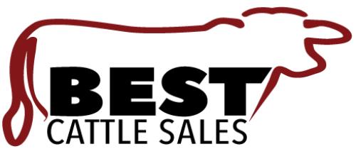 LOT 46 - BEST CATTLE SALES ONLINE AUCTION