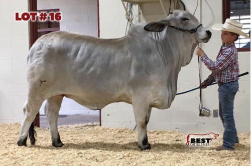 LOT 16 - RLB MISS 340