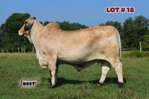 LOT 18 - RLB MISS 333