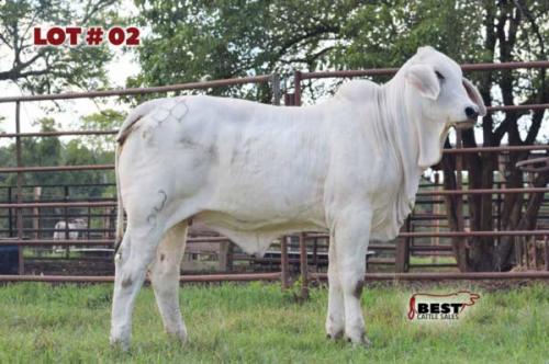 LOT 02 - 2DP LADY FRENCHY 3/9