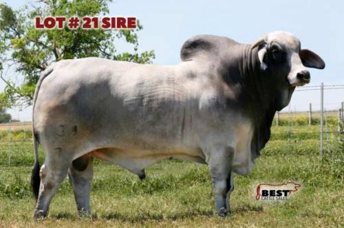 LOT 21 - RLB MISS 261 x MR. V8 139/7 FEMALE EMBRYOS