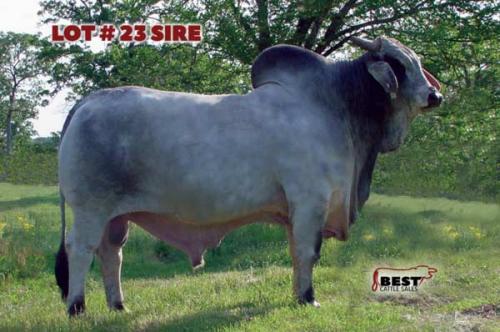 Lot 23 - JDH LADY MASON MANSO  352/8 x (+)JDH KARU MANSO 800 EMBRYOS