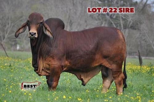 Lot 22 - LADY H AVERY ROJO 561/4 x MR. JS/K POLLED ELVIN (P) 515/5 FEMALE EMBRYOS