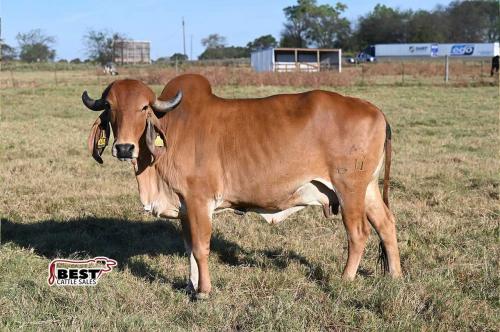 LOT 15 - BR. CELIA DE BRASUCA 611/5  X #JMA-RADAR 3487/1 -  EMBRYOS