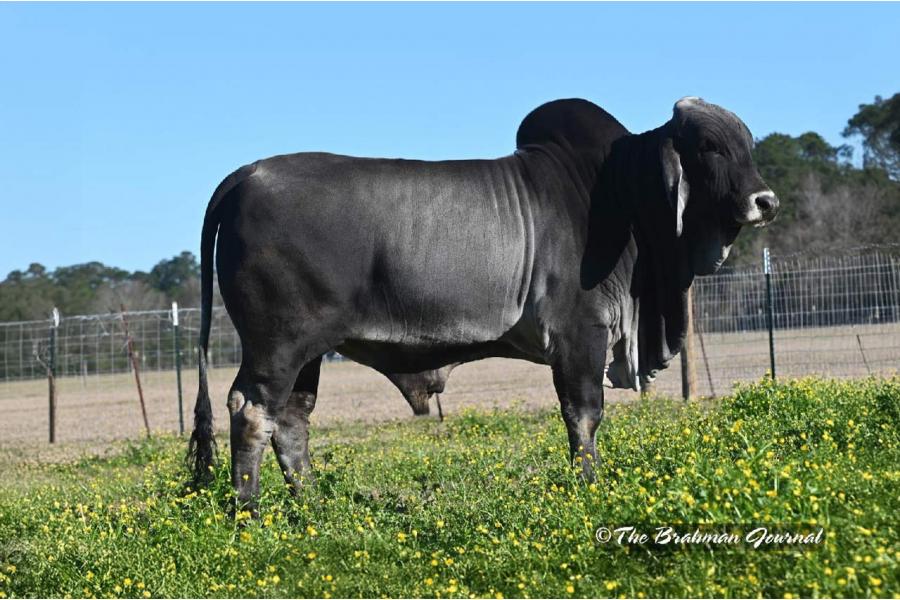 LOT 47 - BRC TRAVIS 37 - 3 CONVENTIONAL SEMEN STRAWS