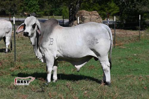 LOT  01 - BUTLER POLLED EASTWOOD 262 (P)