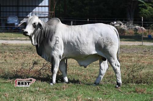 LOT  02 - BUTLER POLLED GATITO 234 (PS)