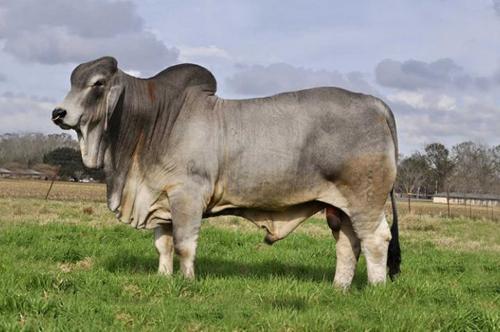 LOT 15 - MR. V8 381/8 - SEMEN