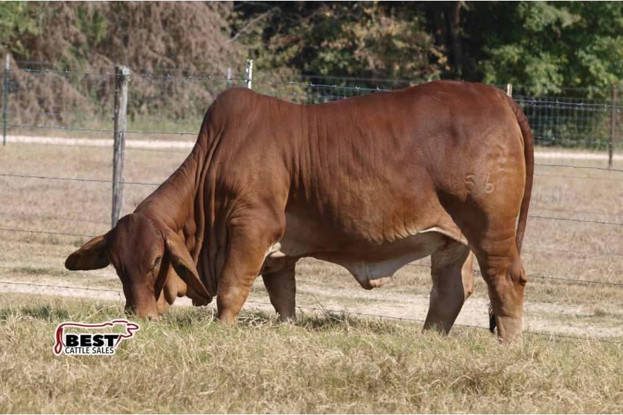 LOT  01 - MISS BLS AMY'S ALIBI 156/3