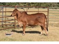 LOT  01 - MISS BLS AMY'S ALIBI 156/3