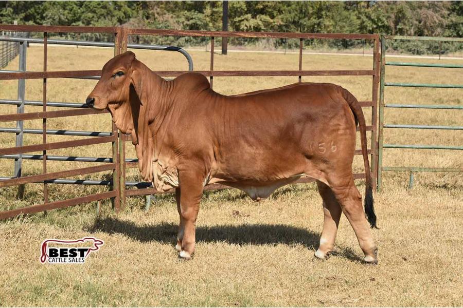 LOT  01 - MISS BLS AMY'S ALIBI 156/3