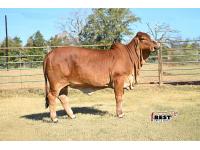 LOT  01 - MISS BLS AMY'S ALIBI 156/3