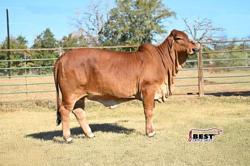 LOT  01 - MISS BLS AMY'S ALIBI 156/3