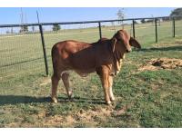 LOT 03 - RECIP WITH HEIFER AT SIDE