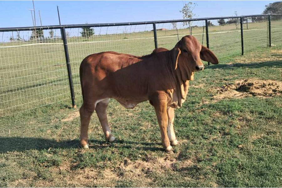 LOT 03 - RECIP WITH HEIFER AT SIDE