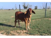 LOT 03 - RECIP WITH HEIFER AT SIDE