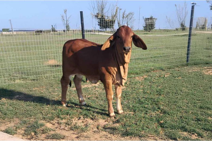 LOT 03 - RECIP WITH HEIFER AT SIDE