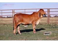 LOT 04 - DADR LADY CLAUDIA 44/4